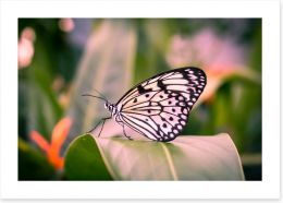 Butterflies Art Print 247048811