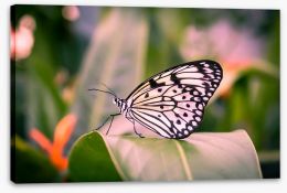 Butterflies Stretched Canvas 247048811