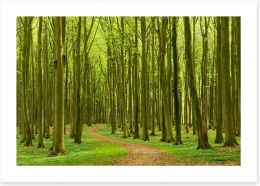 Forests Art Print 247561484