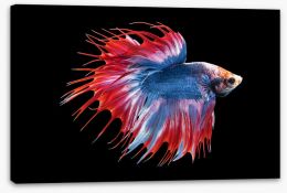 Fish / Aquatic Stretched Canvas 247603972