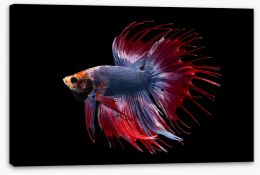 Fish / Aquatic Stretched Canvas 247604037
