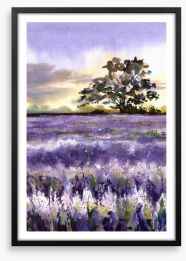 Purples of Provence Framed Art Print 248405359