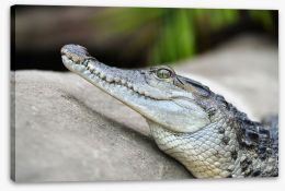Reptiles / Amphibian Stretched Canvas 248411630