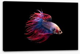 Fish / Aquatic Stretched Canvas 249852920