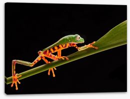 Reptiles / Amphibian Stretched Canvas 250679800