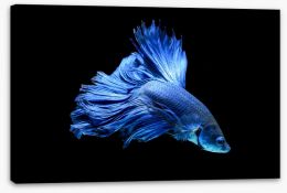 Fish / Aquatic Stretched Canvas 251914244
