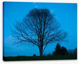 Trees Stretched Canvas 252064358
