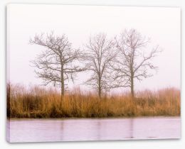 Trees Stretched Canvas 252312988