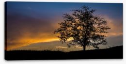 Trees Stretched Canvas 252439336