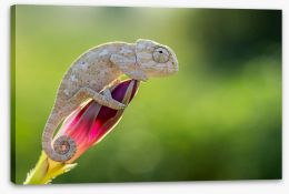 Reptiles / Amphibian Stretched Canvas 252677462
