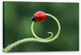 Insects Stretched Canvas 252915030