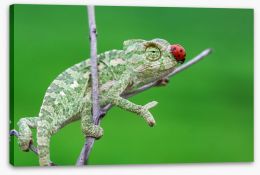 Reptiles / Amphibian Stretched Canvas 254249362