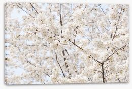 Spring Stretched Canvas 254335397
