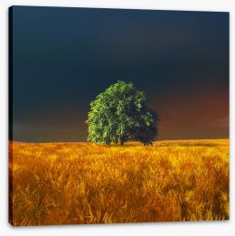 Trees Stretched Canvas 254480750