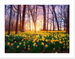 Daffodil forest sunset