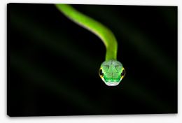 Reptiles / Amphibian Stretched Canvas 255649720