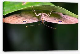 Insects Stretched Canvas 255650595