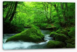 Forests Stretched Canvas 255862484