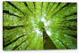 Trees Stretched Canvas 256394230