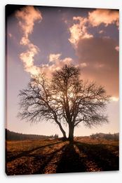 Trees Stretched Canvas 256447575