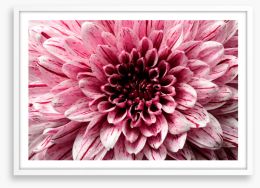 Pink aster petals Framed Art Print 257456022