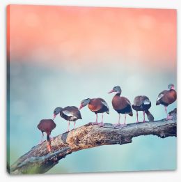 Birds Stretched Canvas 257767203