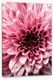 Flowers Stretched Canvas 257921349