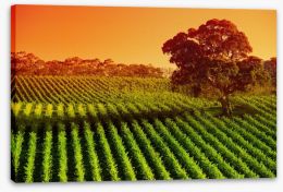 Afternoon vines in Adelaide Hills Stretched Canvas 25978520