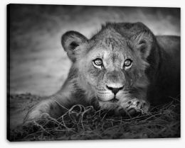 The young lion Stretched Canvas 26051475