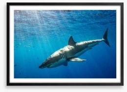 Sunbeam shark Framed Art Print 264508984