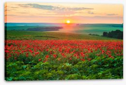 Meadows Stretched Canvas 267579906
