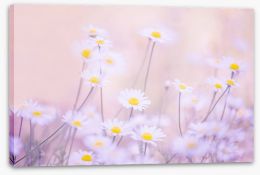 Meadows Stretched Canvas 269508489