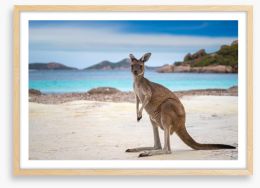 Lucky Bay kangaroo