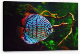 Fish / Aquatic Stretched Canvas 272840931