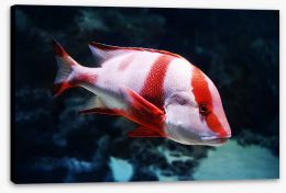 Fish / Aquatic Stretched Canvas 272840945