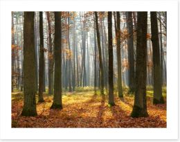 Forests Art Print 27497380