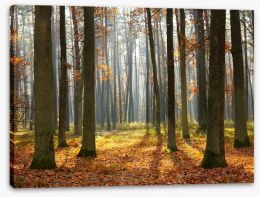 Forests Stretched Canvas 27497380