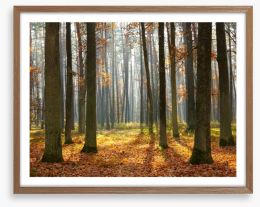 Forests Framed Art Print 27497380