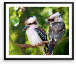 Kookaburra couple Framed Art Print 2765710