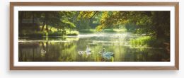 River swans panorama Framed Art Print 279160534