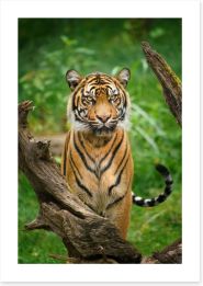 Tiger stare Art Print 279224803