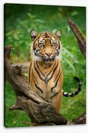 Tiger stare Stretched Canvas 279224803