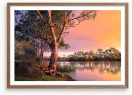River gum sunset Framed Art Print 280510777
