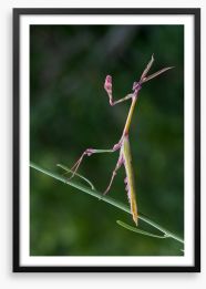 Insects Framed Art Print 280764505