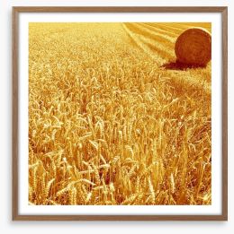 Golden harvest Framed Art Print 283897