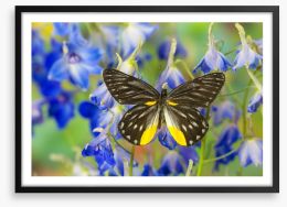 Insects Framed Art Print 284423266