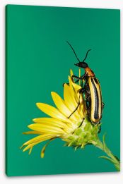 Insects Stretched Canvas 284423900