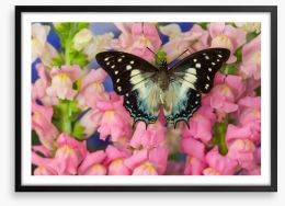 Insects Framed Art Print 284424474