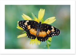 Butterflies Art Print 284424579