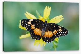 Butterflies Stretched Canvas 284424579